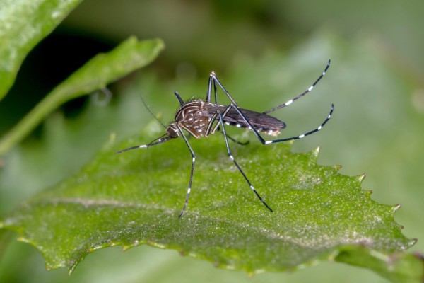 Ini Dia 5 Spesies Nyamuk Aedes Rangkuman PAFI Kabupaten Sumenep